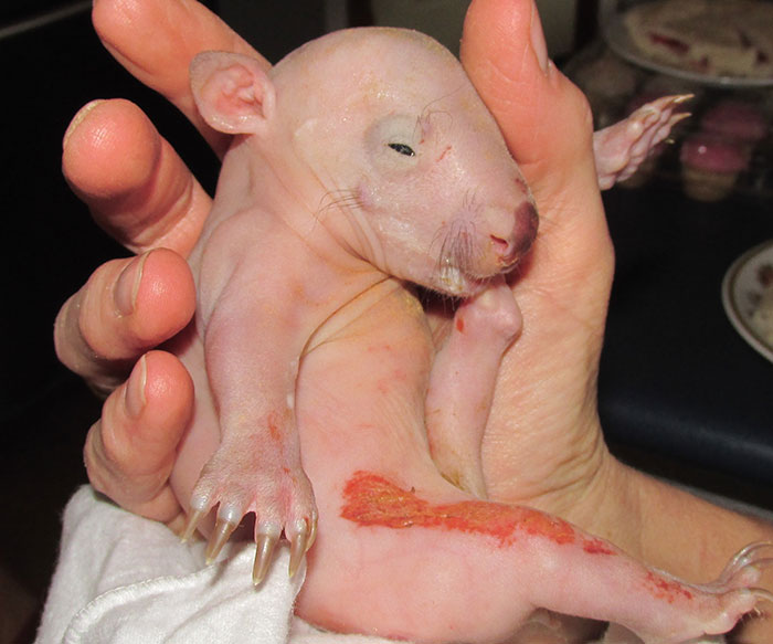 hairless wombat pet