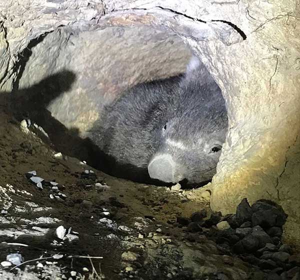 Wombat burrow in fire area